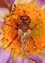 Myopa rubida - photo 5
