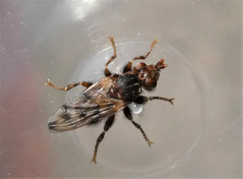 Myopa tessellatipennis