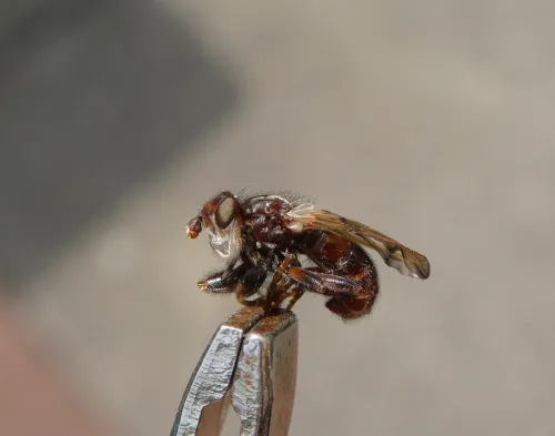 Myopa tessellatipennis - photo 2