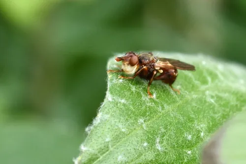 Myopa tessellatipennis - photo 3