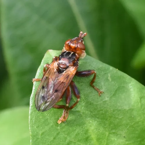 Myopa tessellatipennis - photo 4
