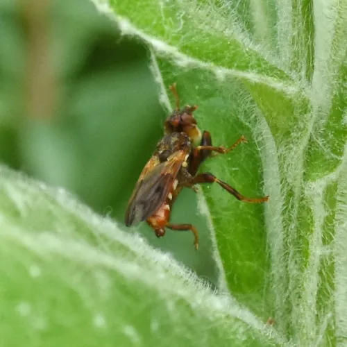 Myopa tessellatipennis - photo 7