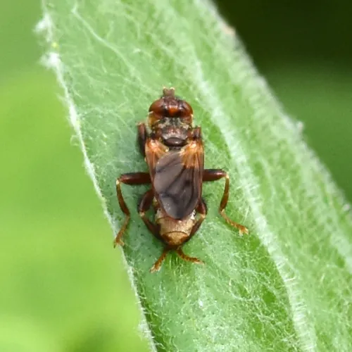 Myopa tessellatipennis - photo 8