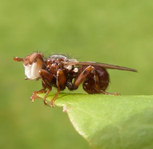 Myopa testacea