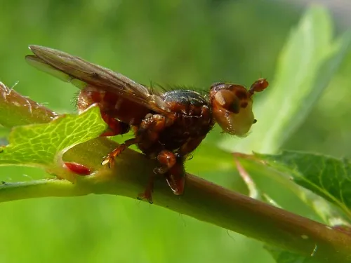 Myopa testacea - photo 2