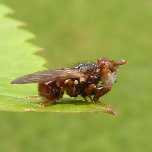Myopa testacea - photo 3