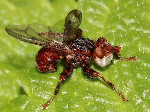 Myopa testacea - photo 4