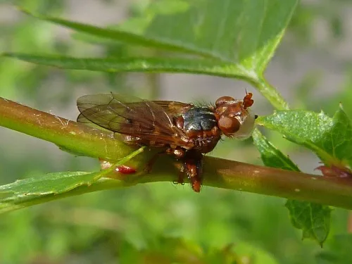 Myopa testacea - photo 5
