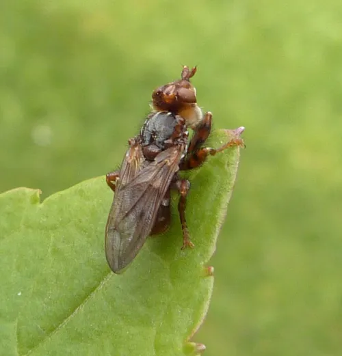 Myopa testacea - photo 6