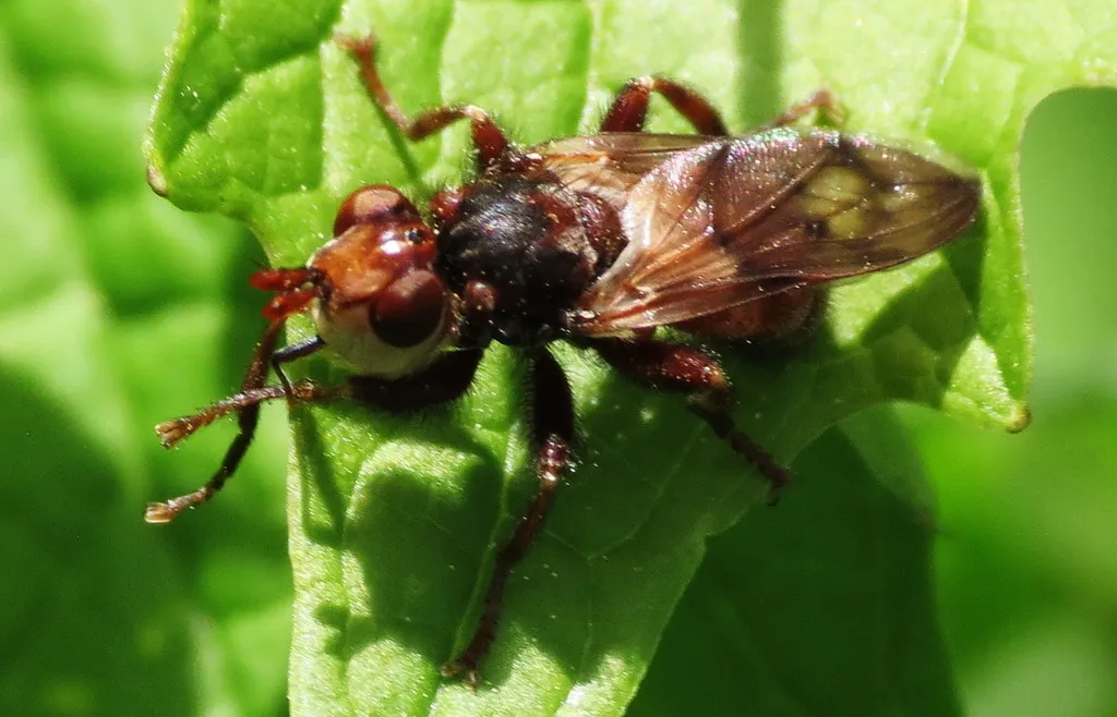 Myopa vicaria - photo 2