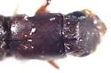 Myoplatypus flavicornis - photo 5