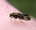 Myopsocus adventive-established-california