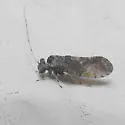 Myopsocus adventive-established-california - photo 2