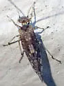 Myopsocus adventive-established-california - photo 3