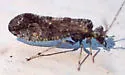 Myopsocus adventive-established-california - photo 4