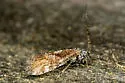 Myopsocus adventive-established-california - photo 5