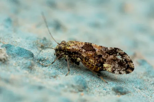 Myopsocus ambiguus