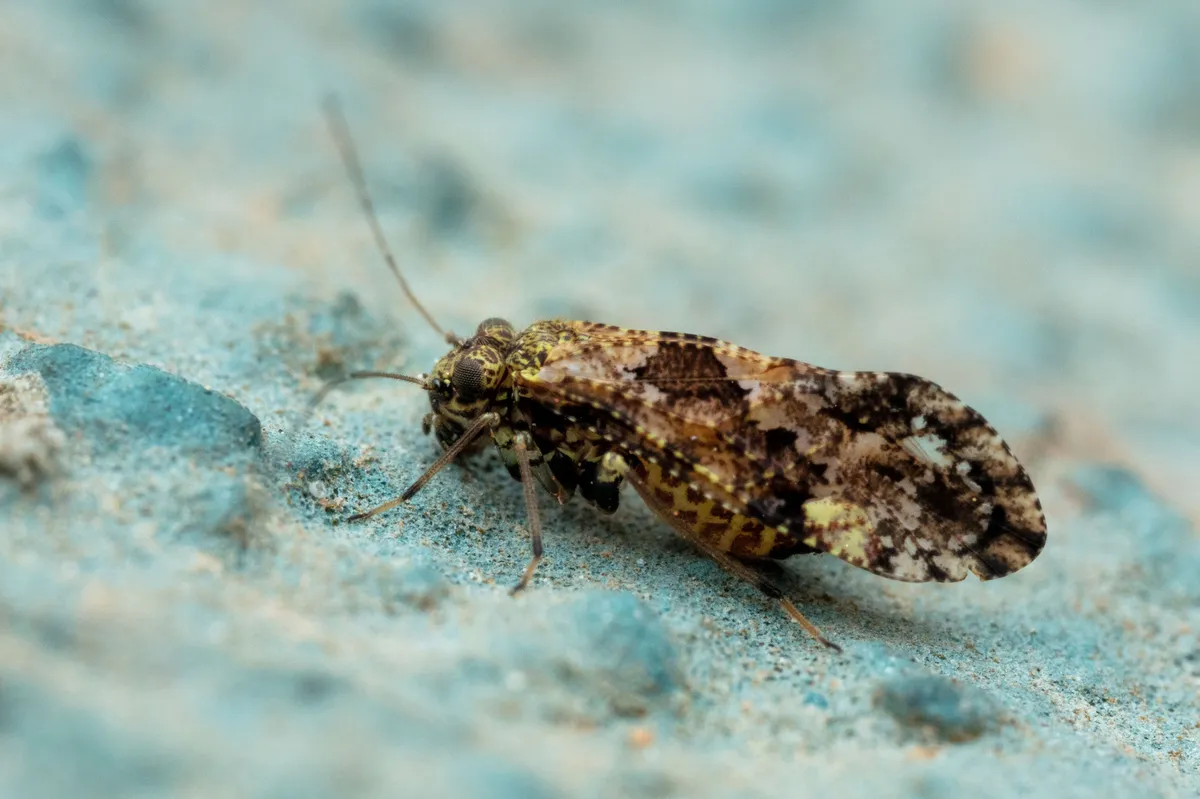 Myopsocus ambiguus - photo 3