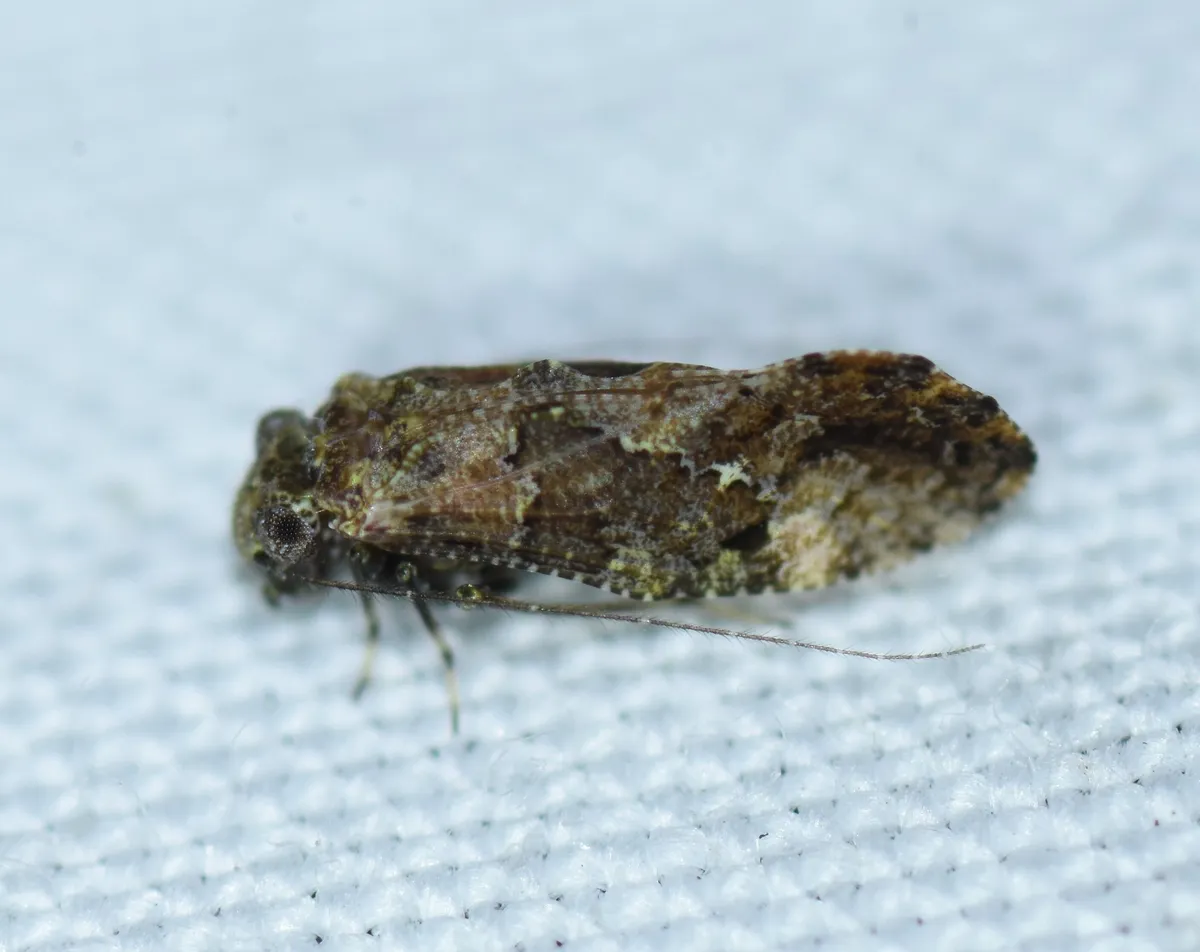 Myopsocus antillanus (Mockford) - photo 3