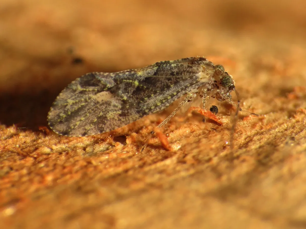 Myopsocus eatoni - photo 3