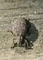 Myosides seriehispidus - Myosides seriehispidus
