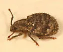 Myosides seriehispidus - photo 2