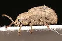 Myosides seriehispidus - photo 3