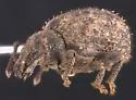 Myosides seriehispidus - photo 4