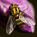 Myothyriopsis picta