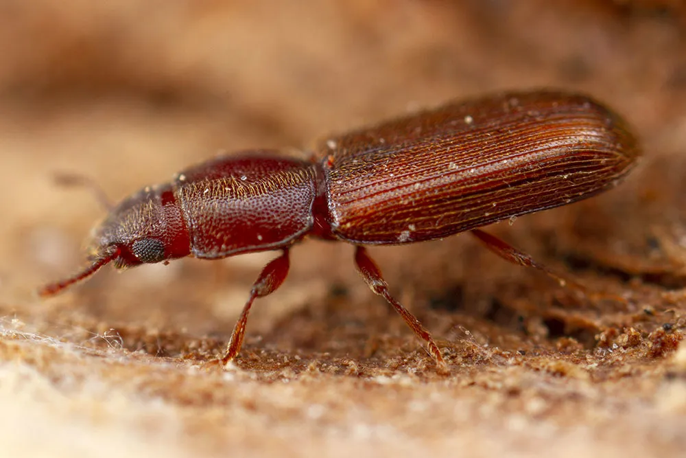 Myraboliidae - photo 2