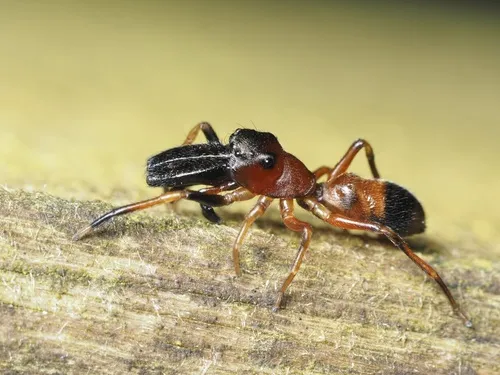 Myrmarachne formicaria