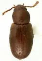 Myrmechixenus vaporiarorum