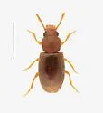 Myrmechixenus vaporiarorum - photo 2