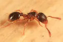 Myrmecina americana