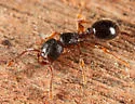 Myrmecina americana - photo 2