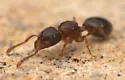 Myrmecina americana - photo 3