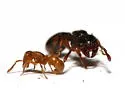 Myrmecina americana - photo 4