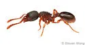 Myrmecina americana - photo 5