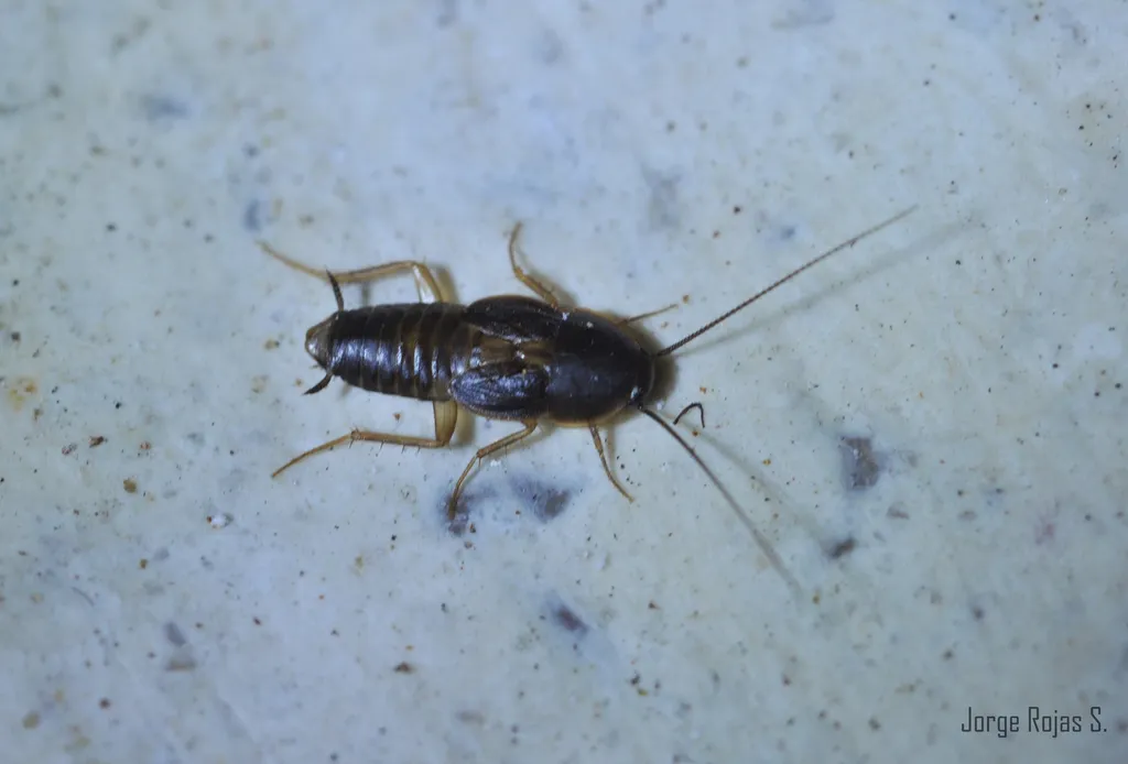 Myrmecoblatta hebardi - photo 2