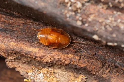 Myrmecoblatta wheeleri