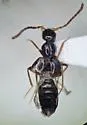 Myrmecocephalus arizonicus