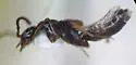 Myrmecocephalus arizonicus - photo 2