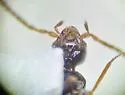 Myrmecocephalus arizonicus - photo 3