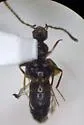 Myrmecocephalus arizonicus - photo 4