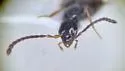 Myrmecocephalus arizonicus - photo 5