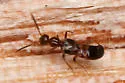 Myrmecocephalus cingulatus - Myrmecocephalus cingulatus