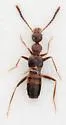 Myrmecocephalus cingulatus - photo 2