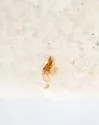 Myrmecocephalus cingulatus - photo 3