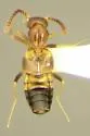 Myrmecocephalus concinnus