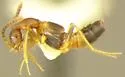 Myrmecocephalus concinnus - photo 2